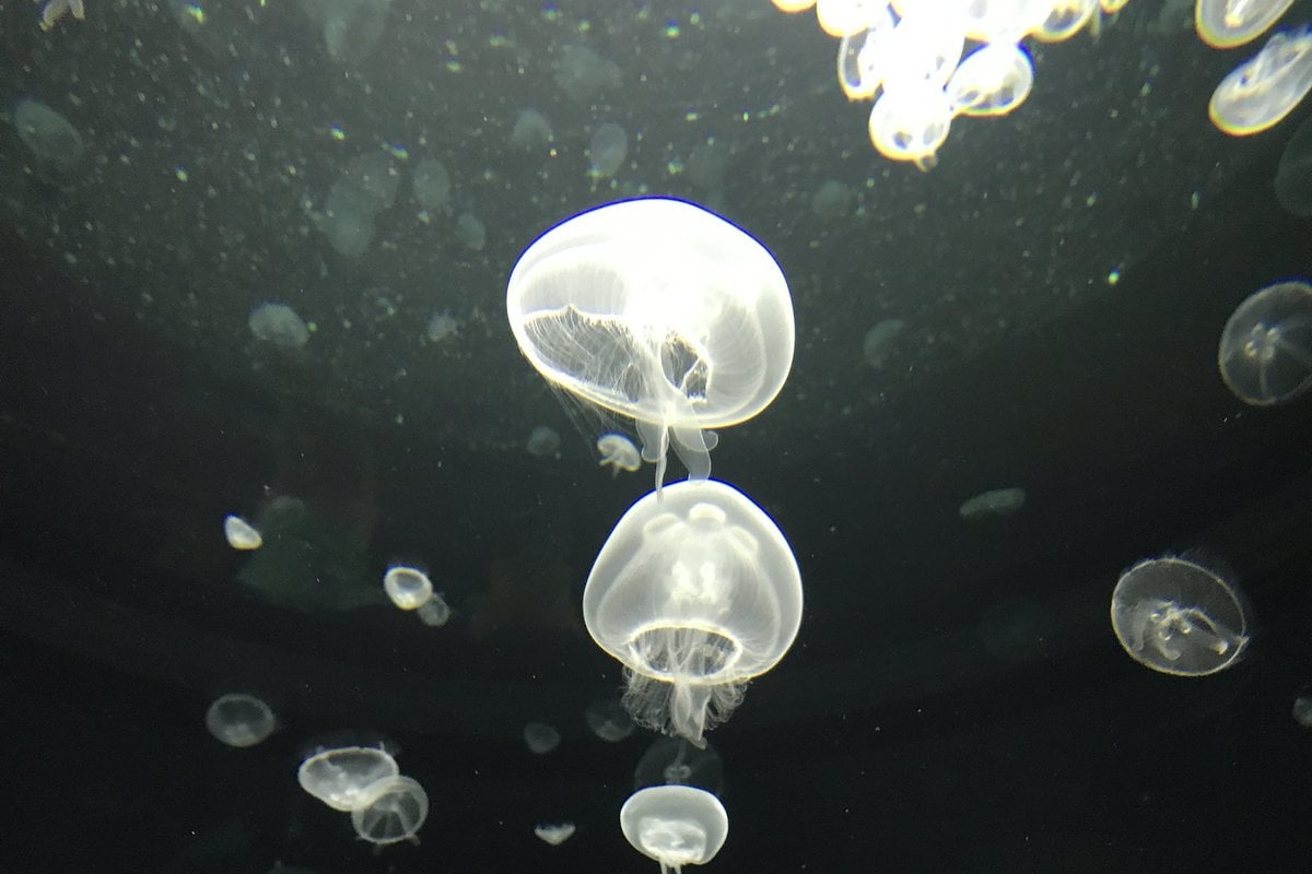 OdySea Aquarium - Gallery Image 3